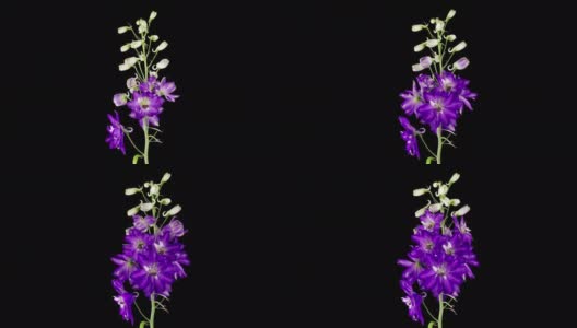 在黑色背景上分离的蓝紫色飞燕花的时间流逝。4K时间流逝的飞燕草生长开花，开放。爱情，结婚，周年纪念，春天，情人节高清在线视频素材下载