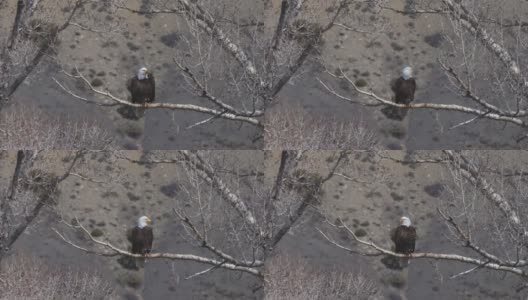 白头鹰栖息在棉白杨树枝上的特写镜头高清在线视频素材下载