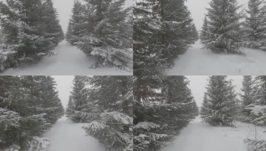 冬季针叶林中雪落时冷杉之间的通道。高清在线视频素材下载