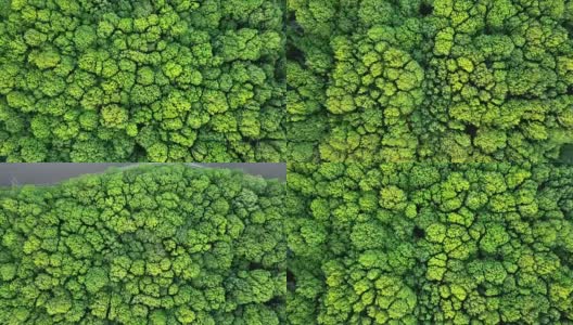 空中全景视频从无人机在全高清，鸟瞰森林与绿色的树木和灌木丛。全景慢速视频向前移动到农业领域。高清在线视频素材下载
