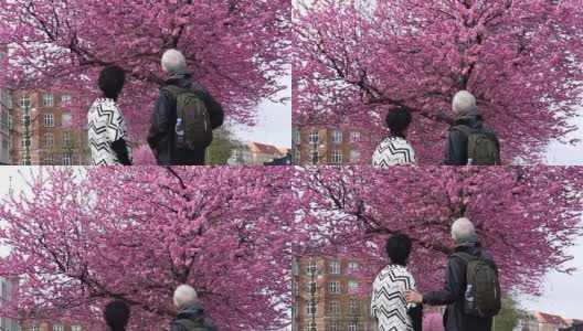 年老的亚洲老夫妇高兴地享受他们的樱花之旅高清在线视频素材下载