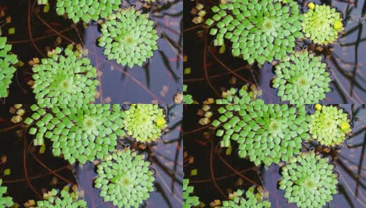 4K拍摄美丽的特殊品种的几何睡莲叶子漂浮在池塘和小鱼游泳下高清在线视频素材下载