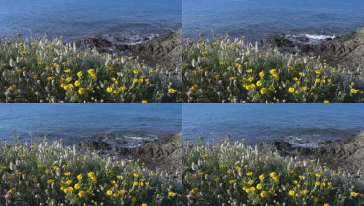 希腊卡桑德拉半岛爱琴海附近的风景，草木和野花高清在线视频素材下载