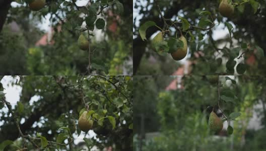 梨果在树枝上高清化高清在线视频素材下载