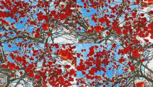 透过花梨树的树枝和红色浆果簇雪帽仰望天空与云彩高清在线视频素材下载