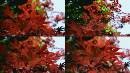 红秋的树枝在风中开花，伴着鸟叫和风吹的声音。景深浅高清在线视频素材下载