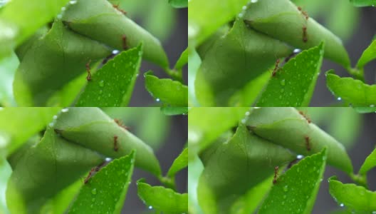 红蚂蚁在柠檬树上慢镜头高清在线视频素材下载