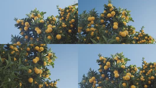 在一棵多汁的橘子树的树冠下，映衬着万里无云的天空高清在线视频素材下载
