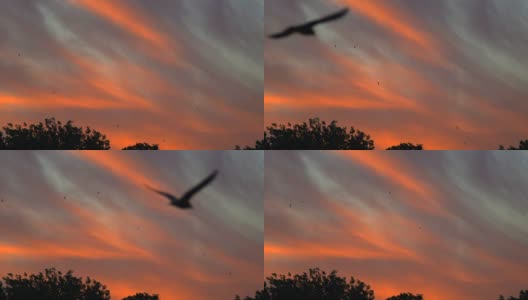慢镜头，划过天空背景上的粉红云飞翔的海鸥高清在线视频素材下载