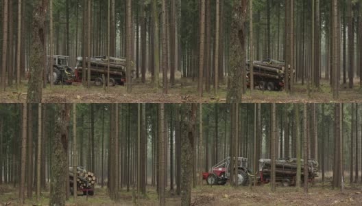 特写:有雾的早晨，森林工人正在把原木运到最近的路上高清在线视频素材下载