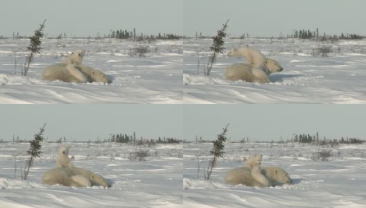 北极熊妈妈和幼崽在穴点高清在线视频素材下载