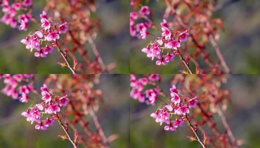 美丽的野生喜马拉雅樱花树(樱)或泰国樱花盛开在清迈，泰国高清在线视频素材下载