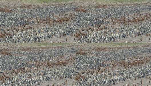 南乔治亚雪地里的帝企鹅群高清在线视频素材下载