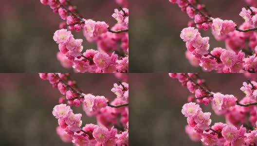 春花系列:微风中梅花朵朵，近景，4K电影，慢镜头。高清在线视频素材下载