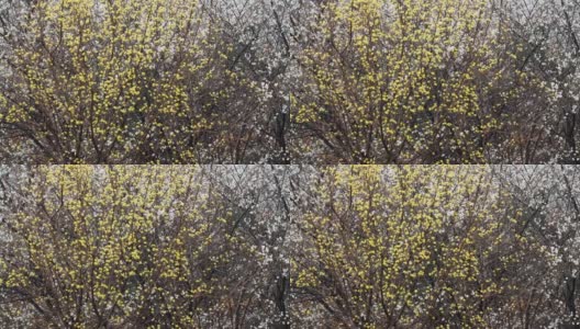 韩国三隅花，山茱萸花高清在线视频素材下载