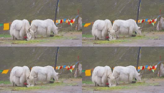 中国青海省拉积山的牦牛在吃草。高清在线视频素材下载