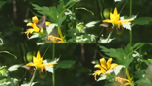 高山黑燕尾蝶-兴安自然保护区高清在线视频素材下载