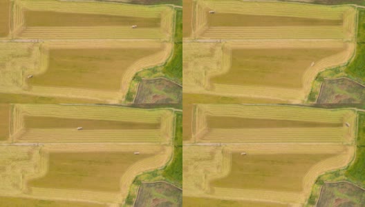 4K时间推移:俯视图联合收割机在茉莉花稻田的操作。高清在线视频素材下载