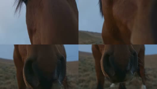 一个棕色马鼻子的特写高清在线视频素材下载