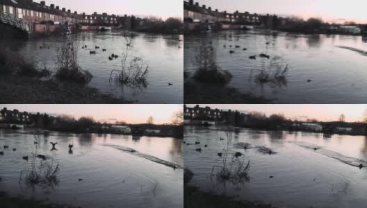 日落时分，鸭子在河上飞翔和降落高清在线视频素材下载