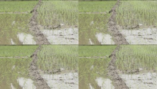北阿坎德邦的稻田，高清在线视频素材下载