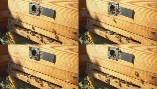 风景木蜂窝与蜜蜂在阳光下的特写镜头高清在线视频素材下载