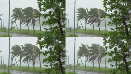 树和棕榈树在大雨和强风下。热带风暴的概念。包含自然声音高清在线视频素材下载