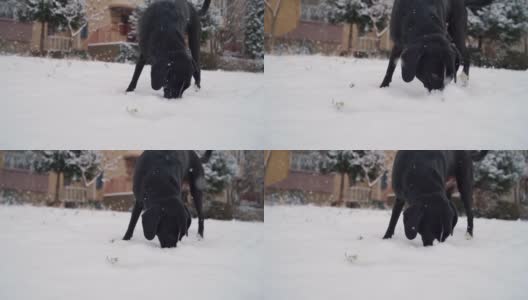 顽皮的狗把它的鼻子深深地伸到雪里高清在线视频素材下载