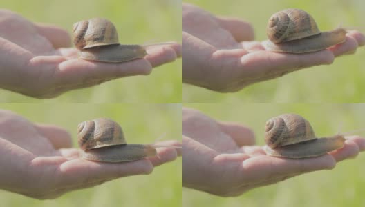 一只蜗牛在一个男人的手上。蜗牛爬在手上。一只蜗牛在手上特写。高清在线视频素材下载