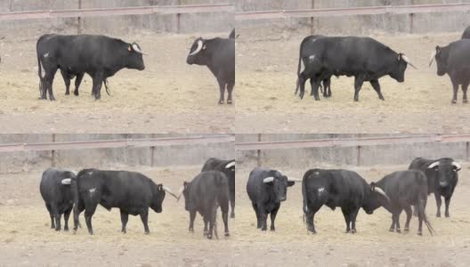一群斗牛士在草地上吃草高清在线视频素材下载
