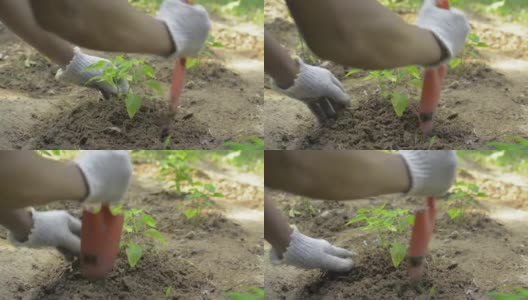 一名男农民正在为照料花椒幼苗铲土。高清在线视频素材下载