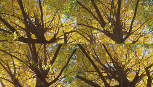 秋天的银杏树高清在线视频素材下载