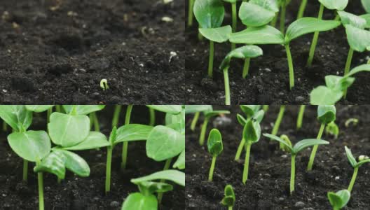 在温室农业中，黄瓜植株在春季长时间发芽，发芽新生高清在线视频素材下载