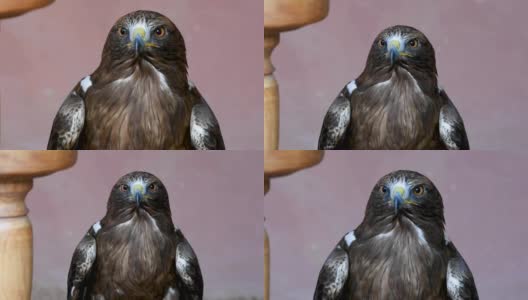 博内利的鹰(Aquila fasciata)或无冠鹰嗖的一声飞走了高清在线视频素材下载