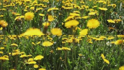 在阳光明媚的日子里，黄色的蒲公英花在草地上。田野中的黄色蒲公英在风中特写。高清在线视频素材下载
