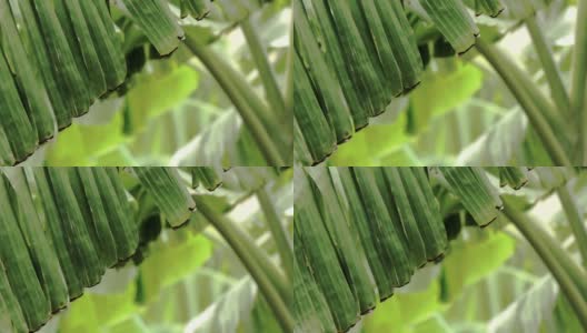 大的绿色香蕉树树叶，香蕉树树叶素材高清在线视频素材下载