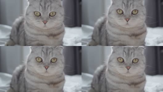 悲伤的猫眨着眼睛。纯种苏格兰折耳犬会喵喵叫。悲伤的表情高清在线视频素材下载