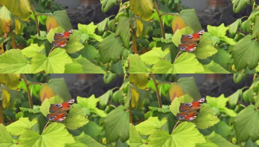 有风的天气里，蛱蝶科的aglais io蝴蝶坐在一棵杜松上，拍打着翅膀高清在线视频素材下载
