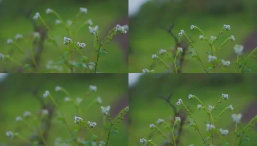 印度古吉拉特邦的萨普特拉，雨中野花的特写镜头高清在线视频素材下载