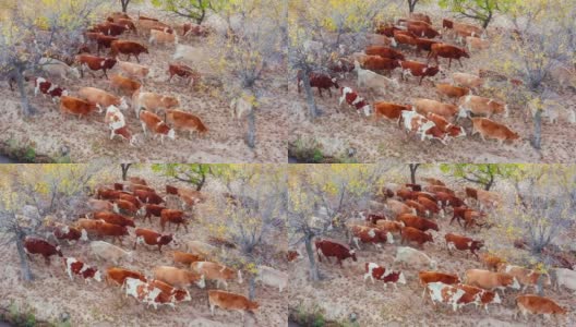 牧场上牛群的鸟瞰图。高清在线视频素材下载