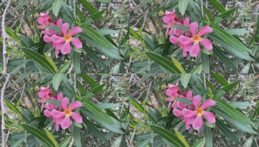 自然花园里的粉红色夹竹桃花高清在线视频素材下载