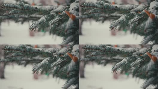 自然的冬季背景，白雪皑皑的蓝云杉枝叶，选择性的聚焦高清在线视频素材下载