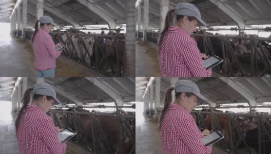 现代农场的日记。牲畜的牧场。奶牛。一个农妇在谷仓里检查牲口。高清在线视频素材下载