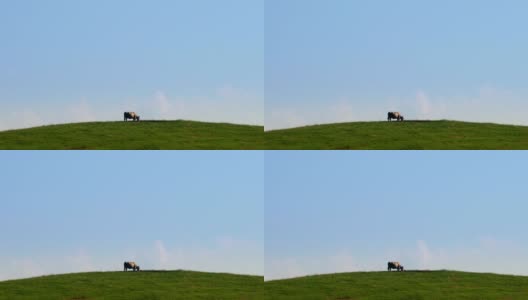 小山上的牛高清在线视频素材下载