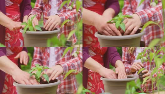 母亲和女儿在外面的花盆里种蔬菜高清在线视频素材下载