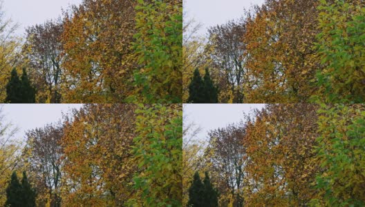 树木失去了叶子。秋天五颜六色的树叶从树上飘落。树木失去了五颜六色的叶子。高清在线视频素材下载