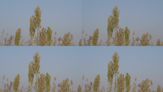 小米是一种重要的谷类作物高清在线视频素材下载