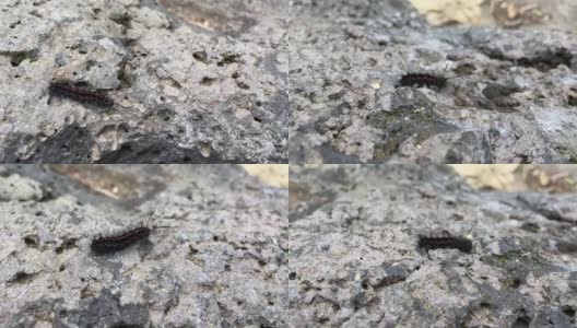 毛毛虫在岩石上爬行高清在线视频素材下载
