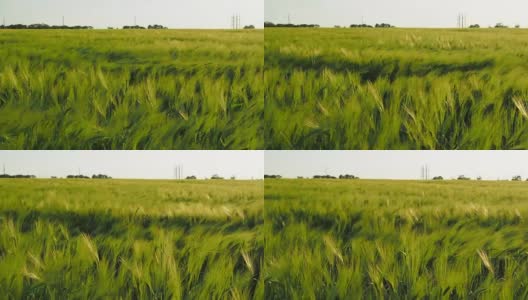 麦田。起伏的麦田高清在线视频素材下载