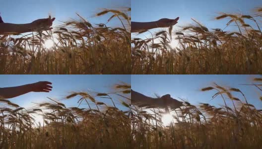 Woman's hand playing with the wheat plants, fertility concept高清在线视频素材下载